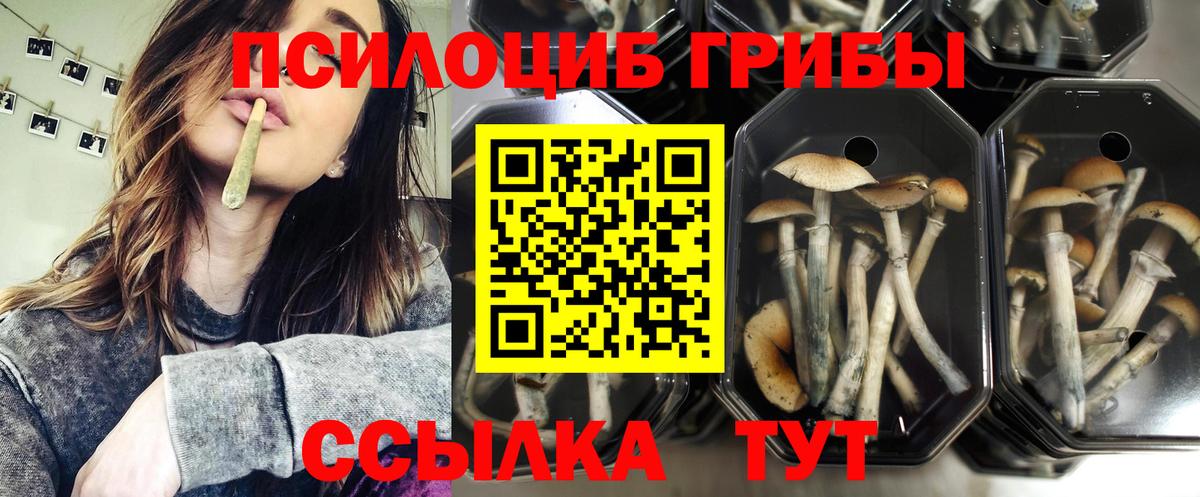 Псилоцибиновые грибы Psilocybe  хочу   Павлово  Вход с VPN  Псилоцибиновые грибы прущие грибы 